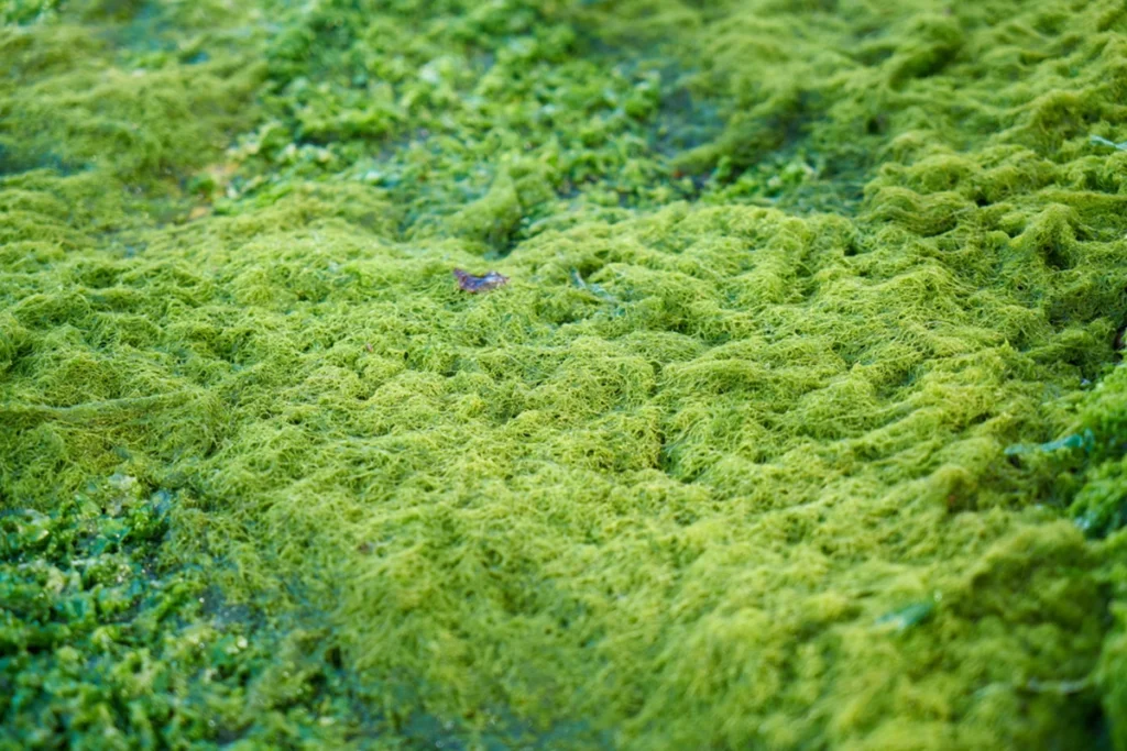 why microalgae